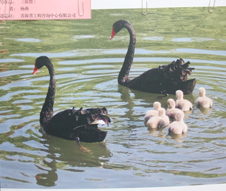 省工程咨询有限公司 杨燕_副本.jpg
